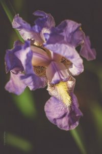 Iris Blume, Fotografie Iryna Mathes