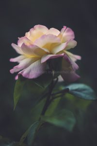 Rose. Iryna Mathes photography