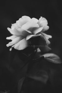Rose. Iryna Mathes photography