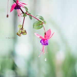 Freshness. Delicate Fuksia. Fotos zum verkaufen.