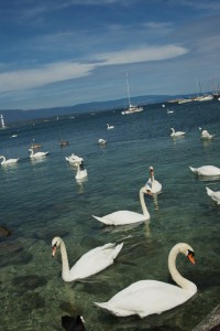 Genfersee, Schweiz. Die Schwäne