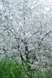 Kirschbaum im voller Blütenpracht, fotografiert von Iryna Mathes