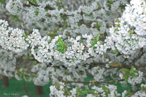 Kirschbaum im voller Blütenpracht, fotografiert von Iryna Mathes