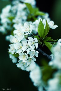 Kirschbaum Ast mit Blüte, fotografiert von Iryna Mathes