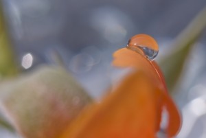 Wassertropfen, zart und schön