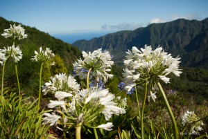 Blühender Madeira, fotografiert: Iryna Mathes