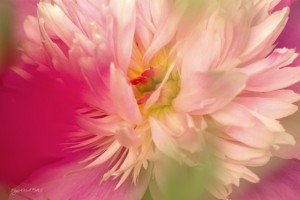 Abstrakte Pfingstrose, close-up