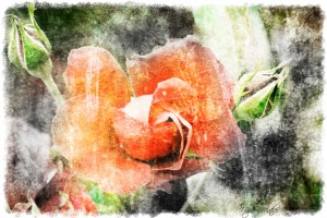 Bild von eine Rose, nach alte Stil bearbeitet
