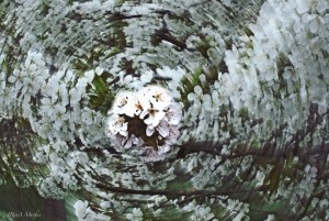 Kirschbaum mit zooming Effect, fotografiert von Iryna Mathes
