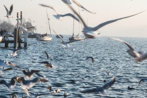 Stadt im Winter. Zurich. Möven und Tauben im Morgenlicht. Stadtfotografie