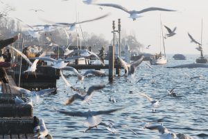 Möwen über dem Zürichsee