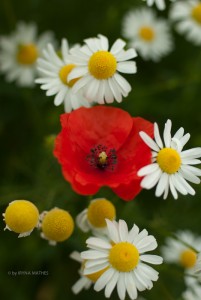 Sommerwiese: Mohn und Margerite / Fotografiert von Iryna Mathes
