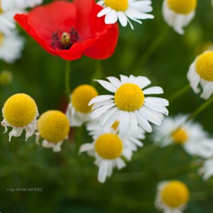 Naturfotografie: Sommerwiese: Mohn und Margerite