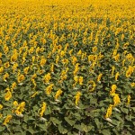 Typical landscape near Poltava: field with sunflowers