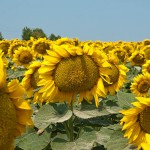 Sunflowers….