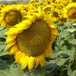 … and more sunflowers