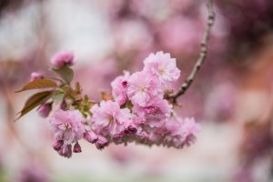 Kirschen blühen. Fruehling. Iryna Mathes photography