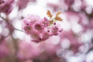 Kirschen blühen. Fruehling. Iryna Mathes photography