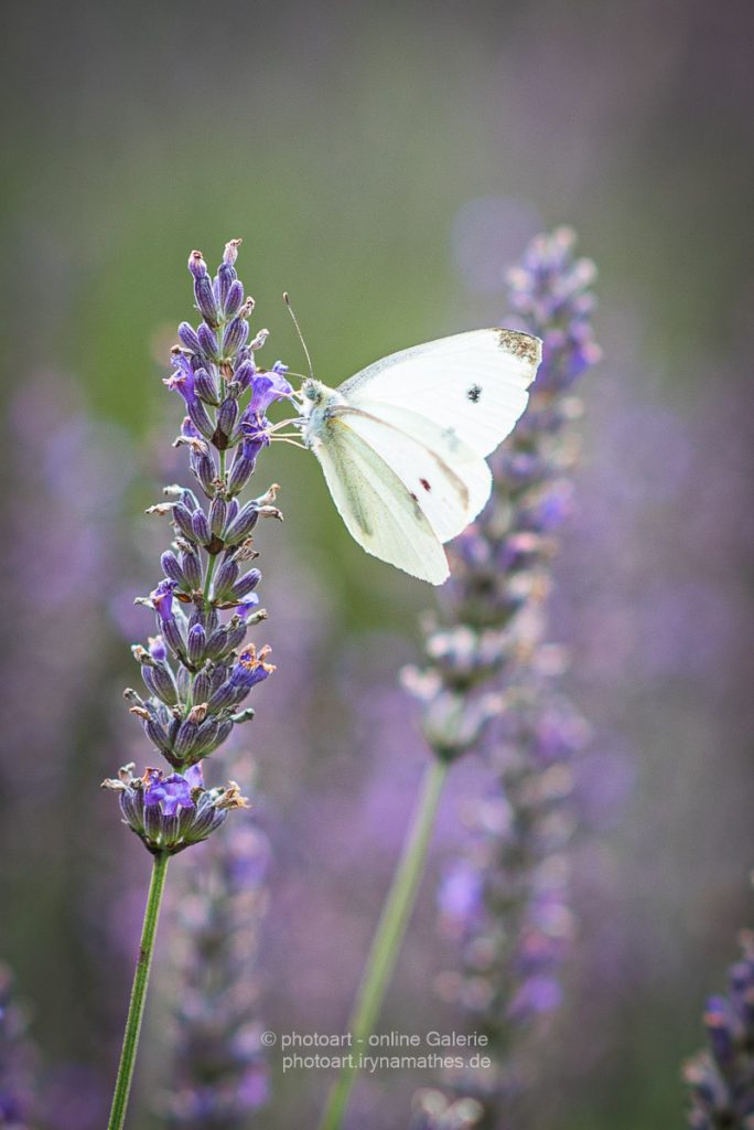 Lavender-and-butterfly-summer21-web-3045