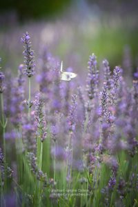Lavendel und Schmetterling. Sommer 2021
