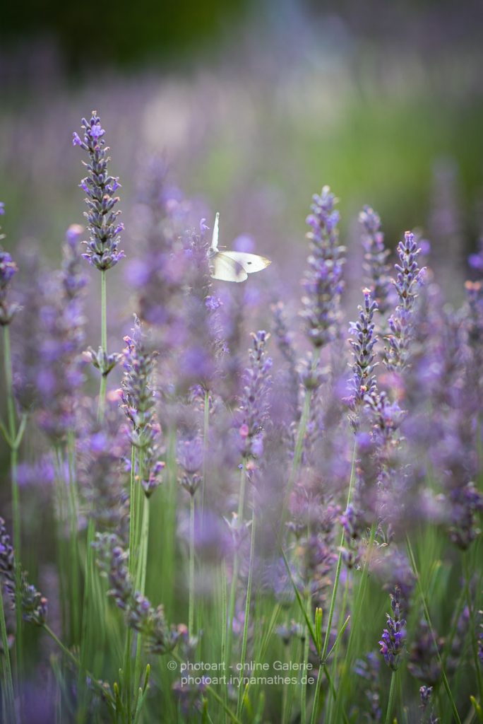 Lavender-and-butterfly-summer21-web-3048
