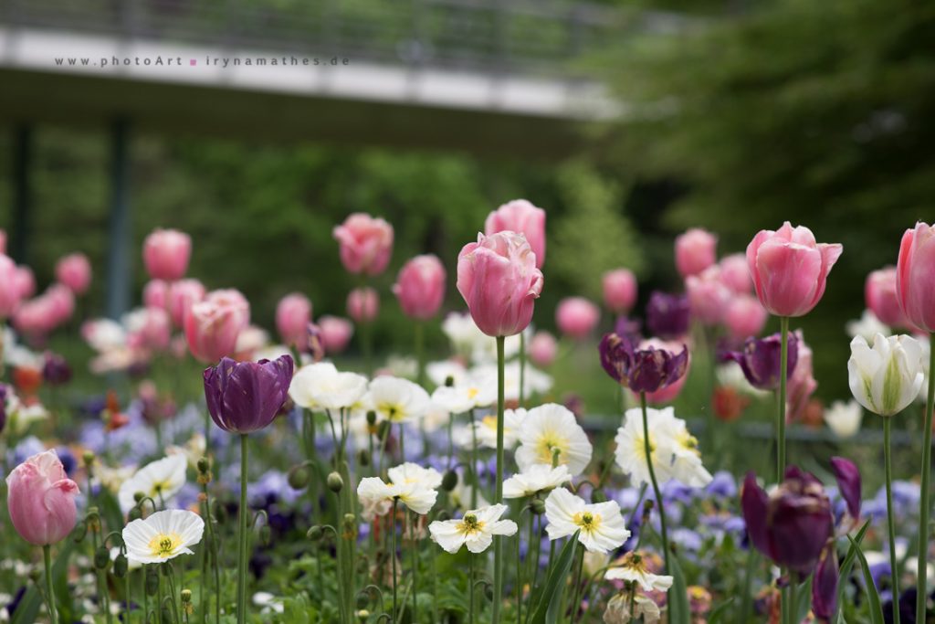 Blumenbett in Karlsruhe Zoo