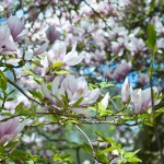 Magnolien im Park