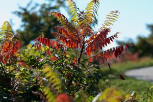 Farben in Herbst, Naturfotografie Iryna Mathes