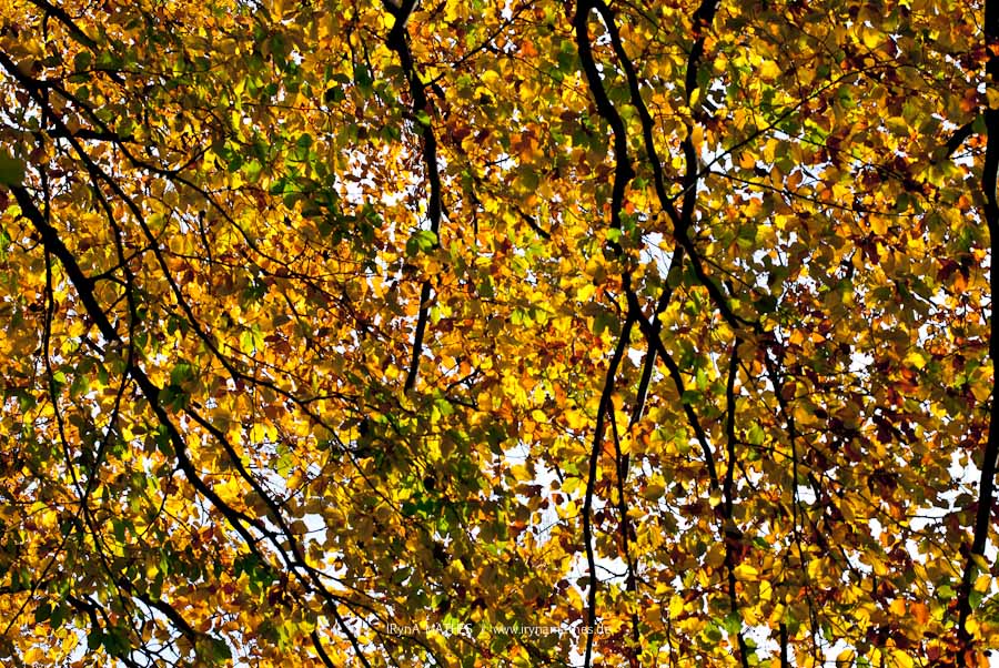 Herbstzauber / Осеннее волшебство