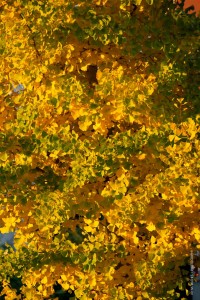 Gingo im Herbst.