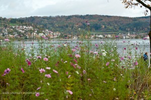 Bodman, Bodensee