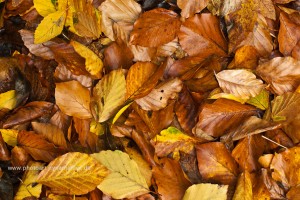 Herbst mit seinen Farben