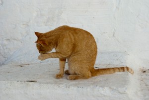 Merkmale von Rhodos. Foto Iryna Mathes