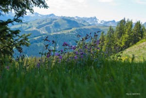 Alpen im Juni, Reisefotografie Iryna Mathes