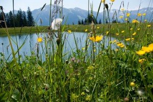 Alpen im Juni, Reisefotografie Iryna Mathes