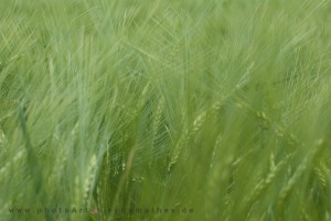 Iryna Mathes Fotografie