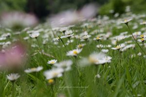 Naturfotografie. Iryna Mathes