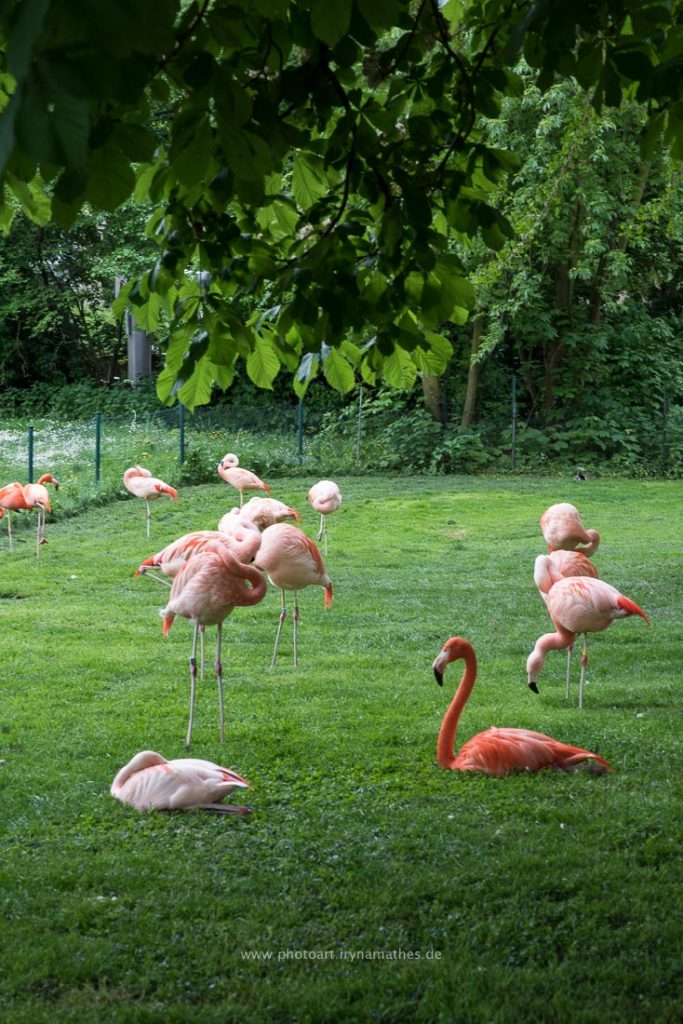 Im Karlsruhe Zoo