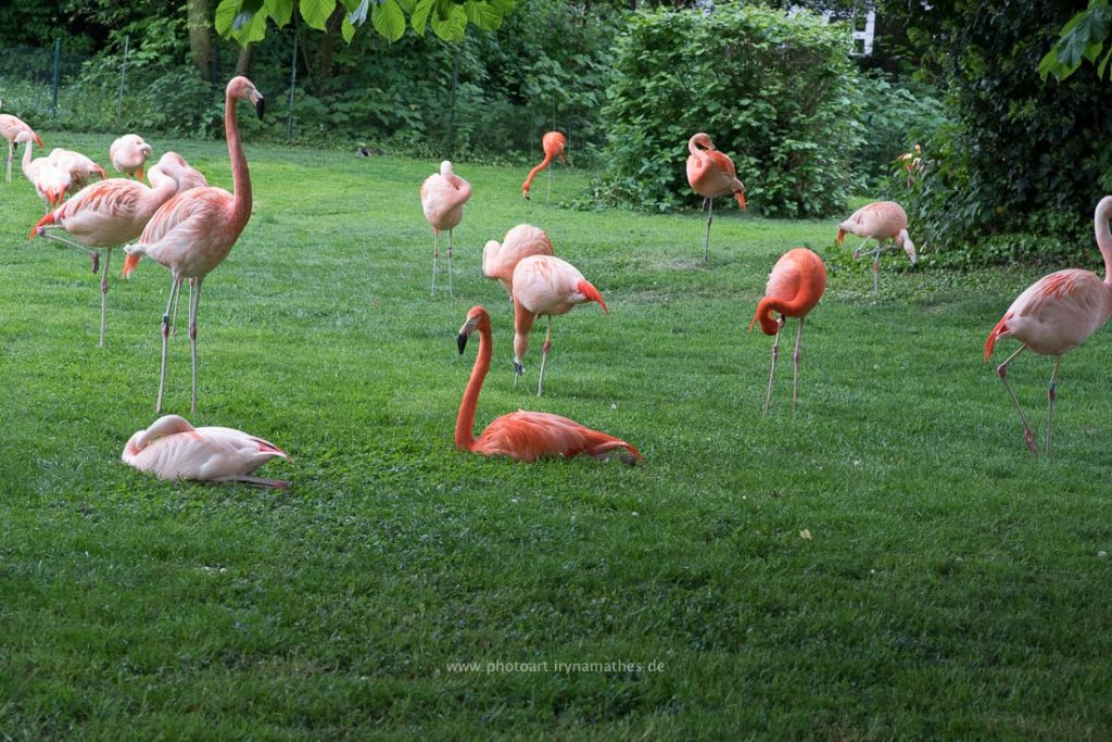 Im Karlsruhe Zoo