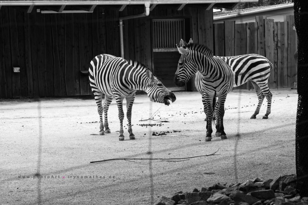 Zebras in Karlsruhe Zoo