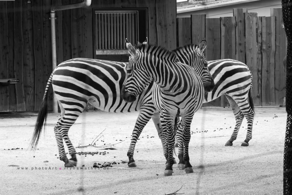 Zebras in Karlsruhe Zoo