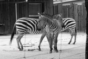 Naturfotografie. Iryna Mathes