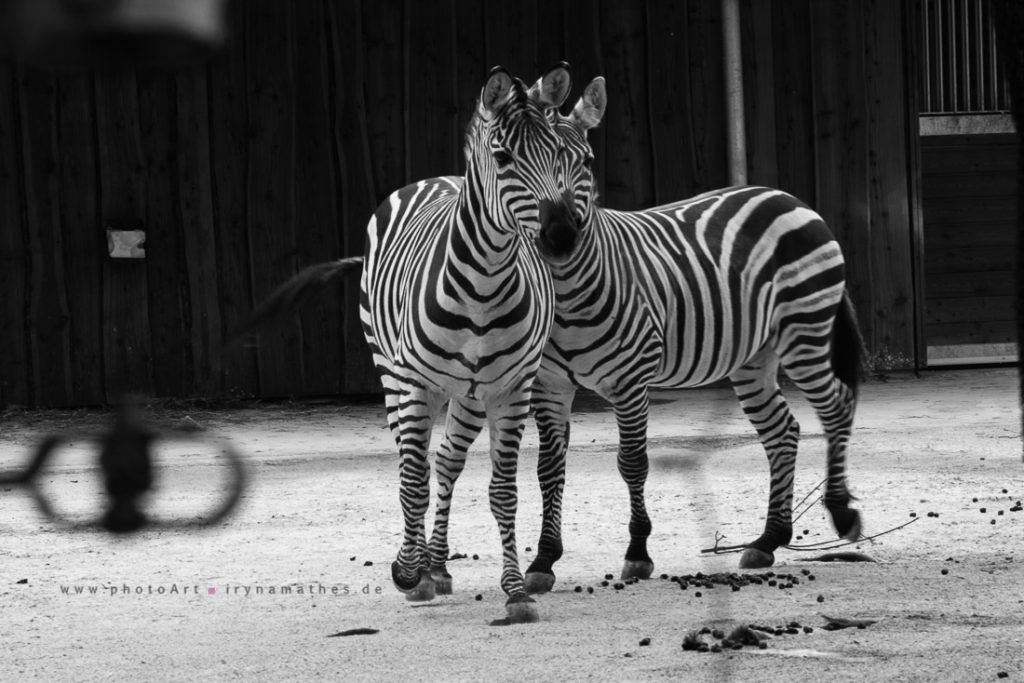 Zebras in Karlsruhe Zoo