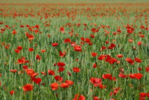 Mohn Impressionen, Iryna Mathes Fotografie