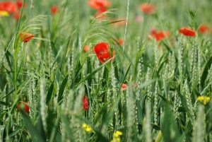Mohn Impressionen, Iryna Mathes Fotografie