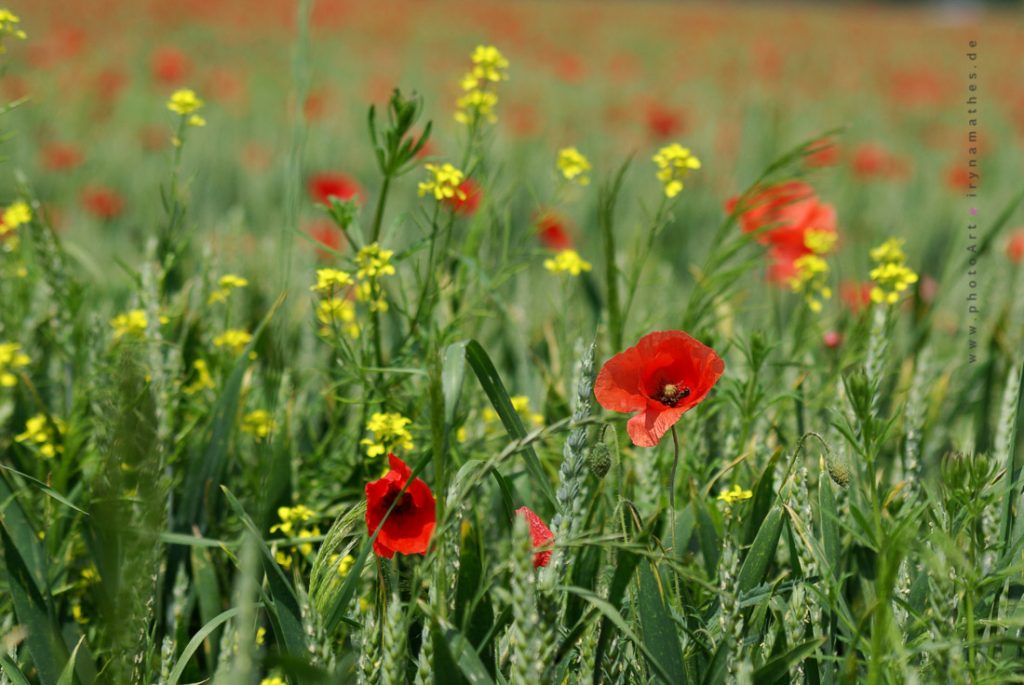 Mohn, Sommerlandschaft
