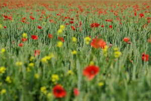Mohn Impressionen, Iryna Mathes Fotografie