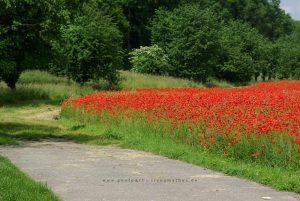 Mohn Impressionen, Iryna Mathes Fotografie