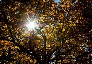 Herbst in Österreich. Fotografie Iryna Mathes