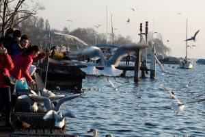 Am Zürichsee, am 1 Januar 2017. Iryna Mathes Fotografie